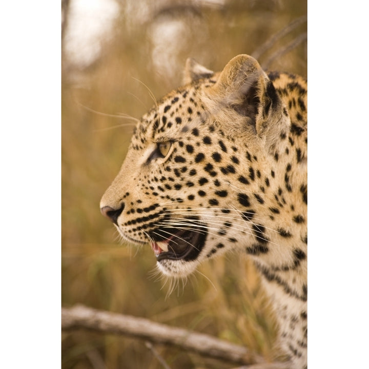 Leopard Arathusa Safari Lodge Sabi Sand Reserve Mpumalanga South Africa Poster Print Image 2