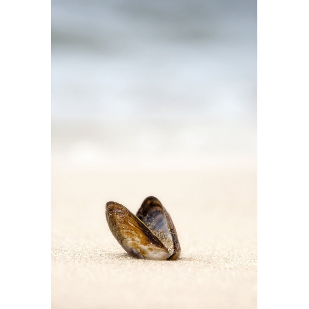 Clam Shell Poster Print Image 2