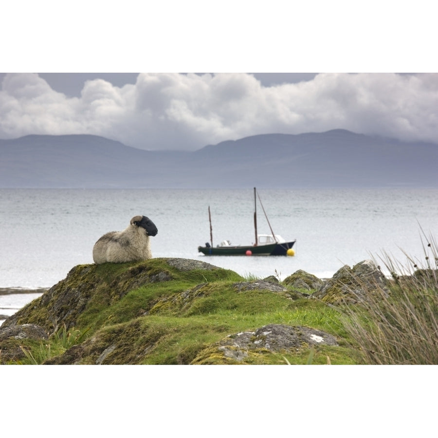 Sheep Enjoying The View Scotland Poster Print Image 1