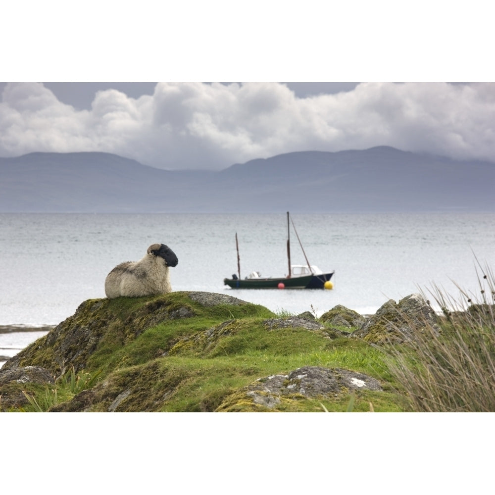 Sheep Enjoying The View Scotland Poster Print Image 2