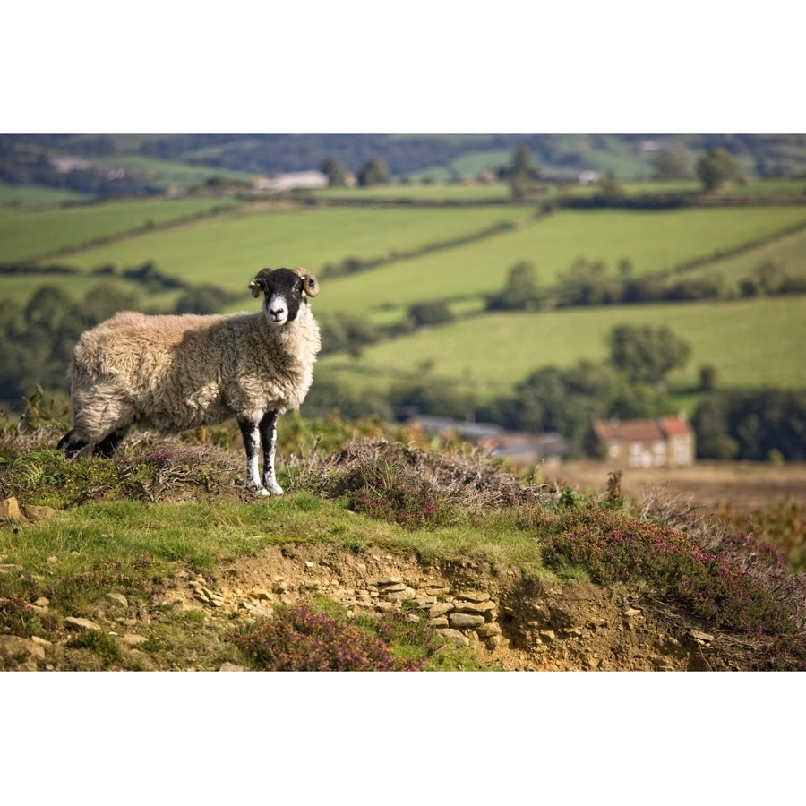 Sheep North Yorkshire England Poster Print Image 1