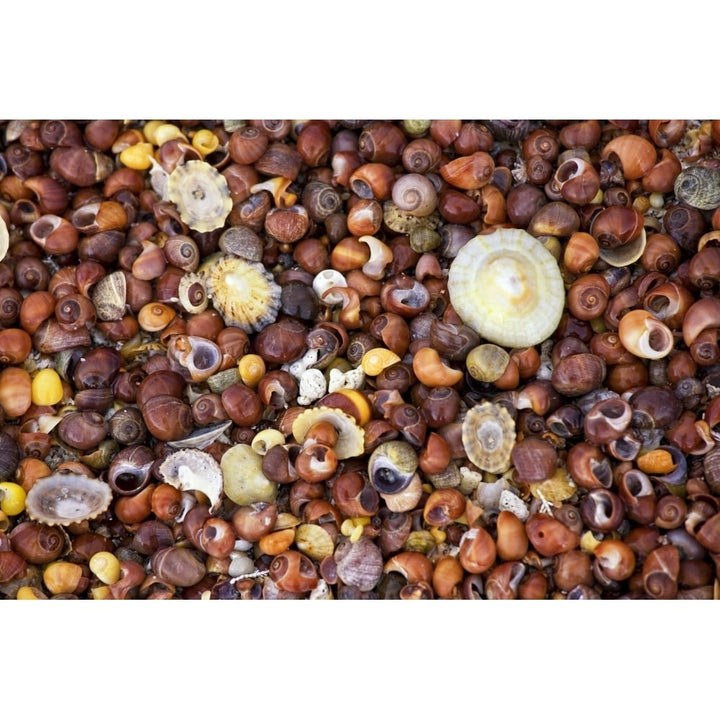 Sea Shells Poster Print Image 1