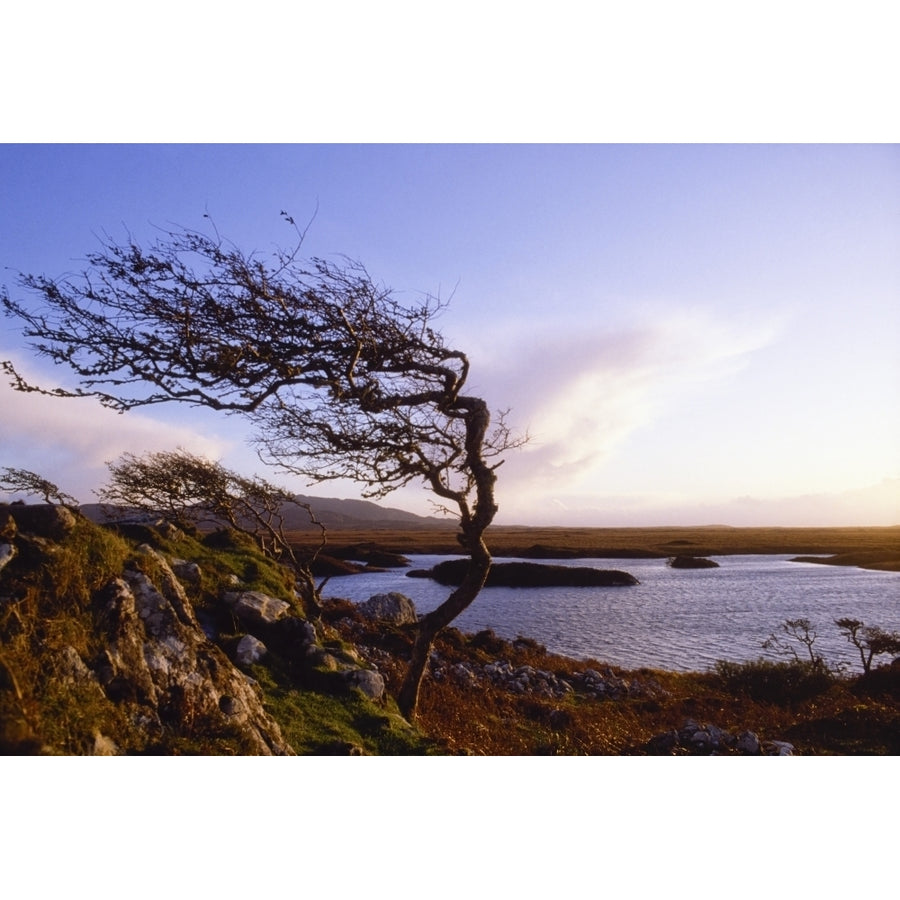 Connemara Co Galway Ireland; Windblown Tree Poster Print Image 1