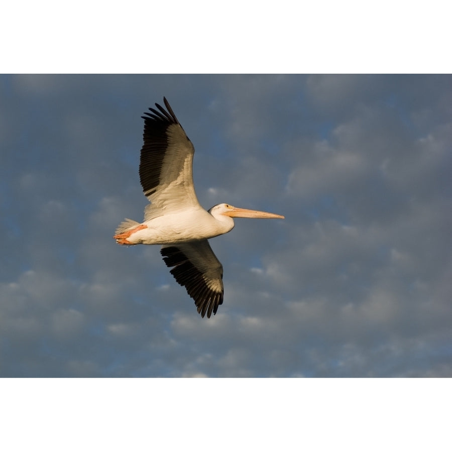 American White Pelican In Flight Poster Print Image 1