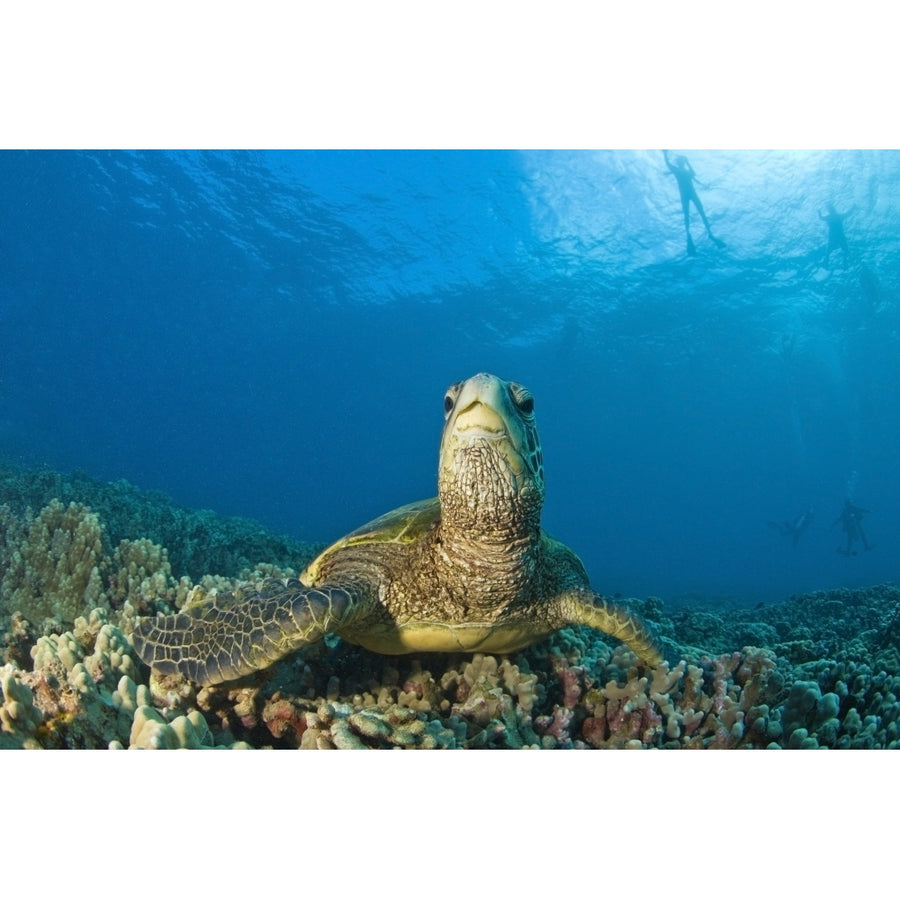 Maui Hawaii Usa; Green Sea Turtle Cleaning Station Poster Print Image 1