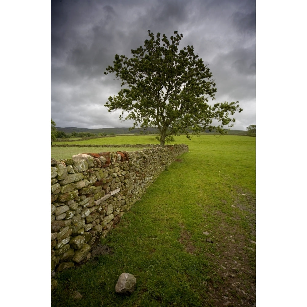 Tree Along A Stone Fence Cumbria England Poster Print Image 2