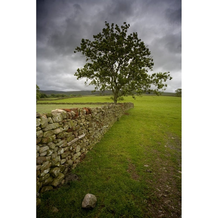 Tree Along A Stone Fence Cumbria England Poster Print Image 1