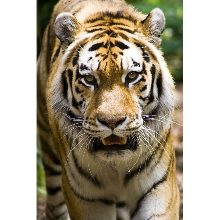 Tiger Indianapolis Zoo Indianapolis Usa Poster Print Image 1