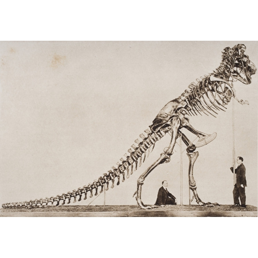 Historical Illustration Of Dinosaur Skeleton Poster Print Image 1