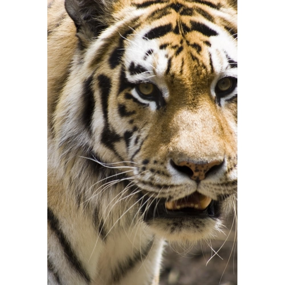 Tiger Poster Print Image 1