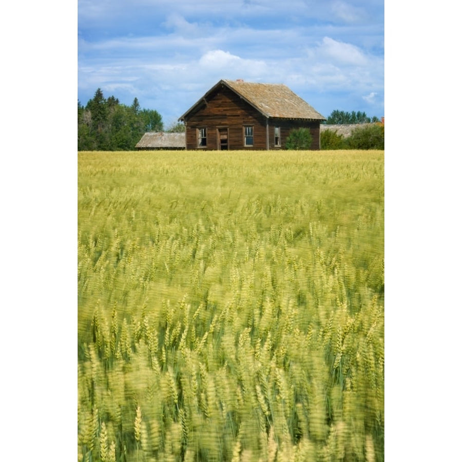 Farmhouse And Wheat Field  Calmar  Alberta  Canada Poster Print Image 1