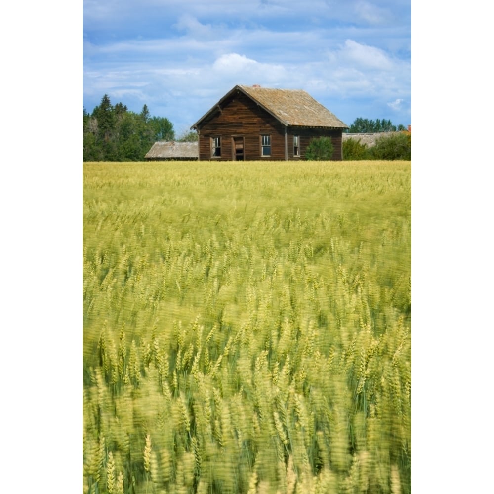 Farmhouse And Wheat Field  Calmar  Alberta  Canada Poster Print Image 2