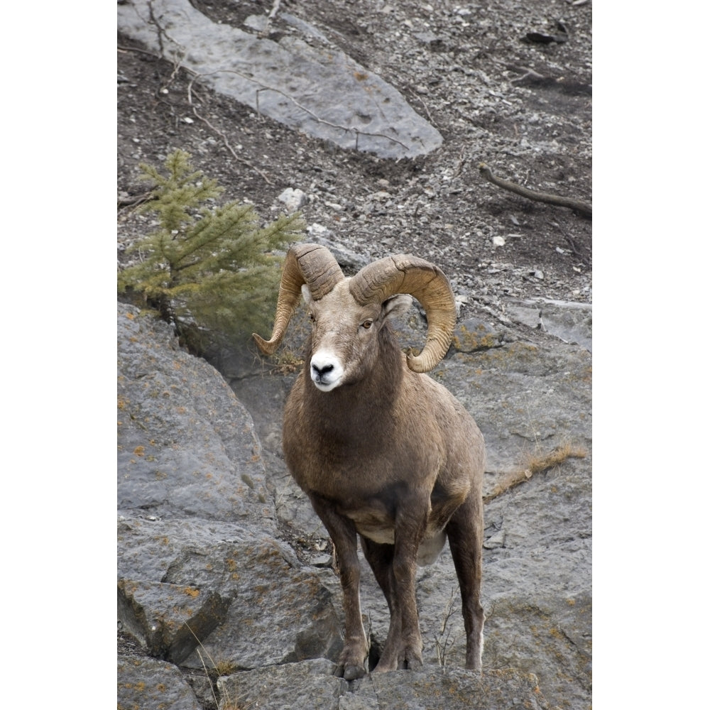 Bighorn Sheep Poster Print Image 1