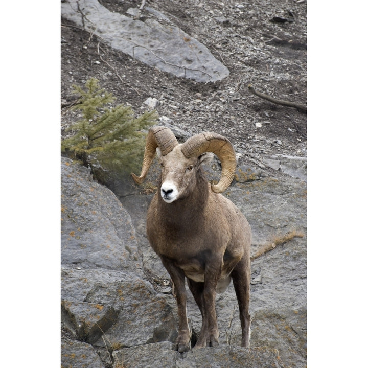 Bighorn Sheep Poster Print Image 1