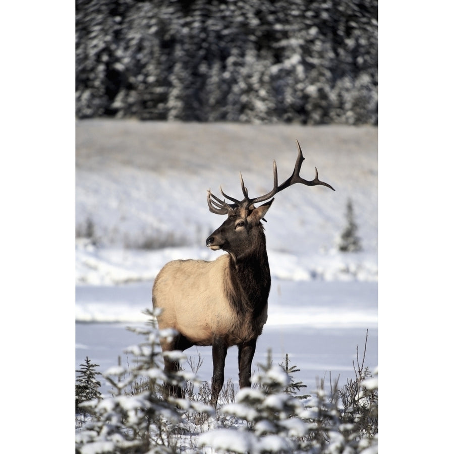 Elk ; Bull Elk During Winter Poster Print Image 1