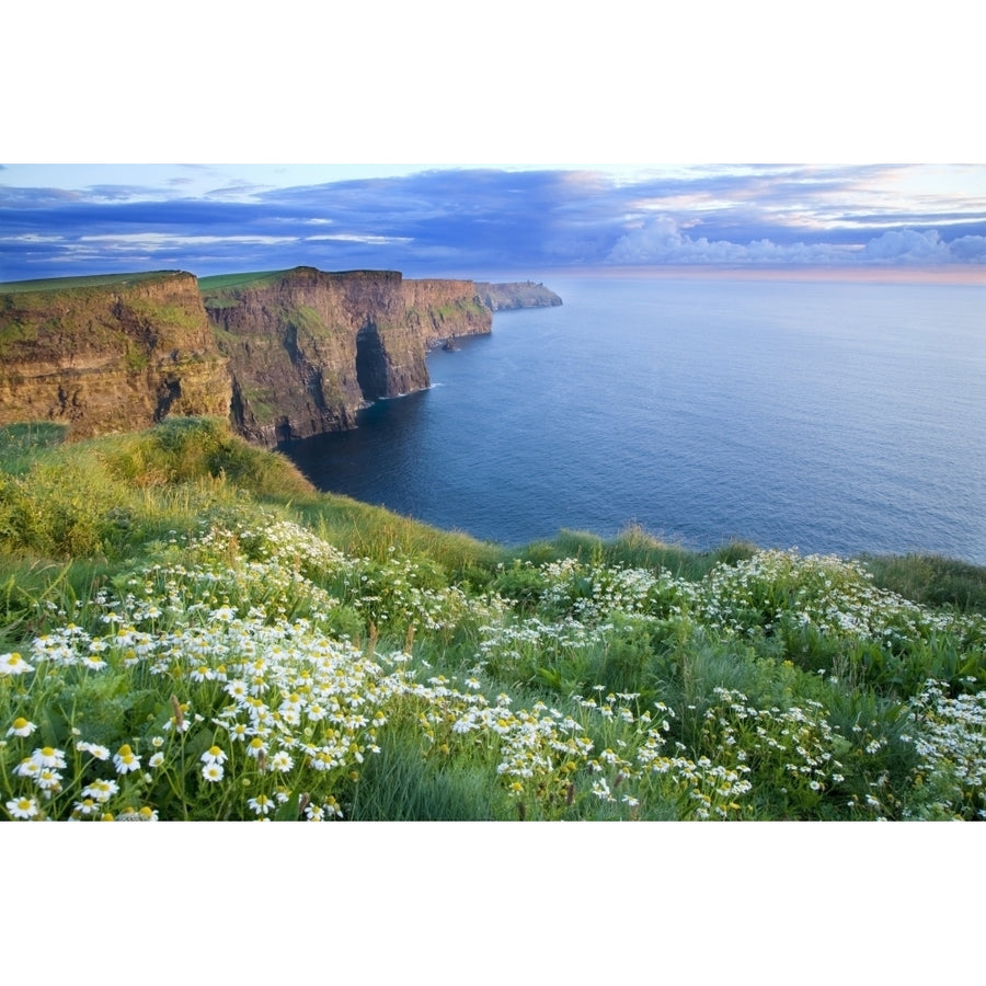 Cliffs Of Moher Co Clare Ireland; Summer Daisies Growing In Abundance On The Cliff Top Poster Print Image 1