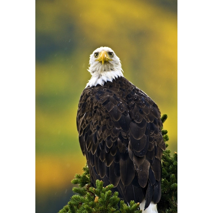 American Bald Eagle Perched On Evergreen Branch Poster Print Image 1