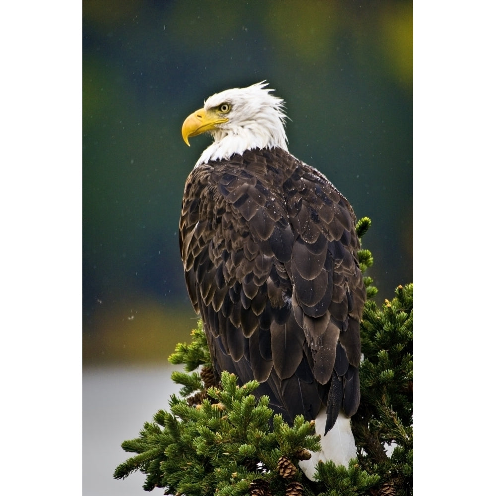 Side View Of American Bald Eagle Perched On Evergreen Branch Poster Print Image 2