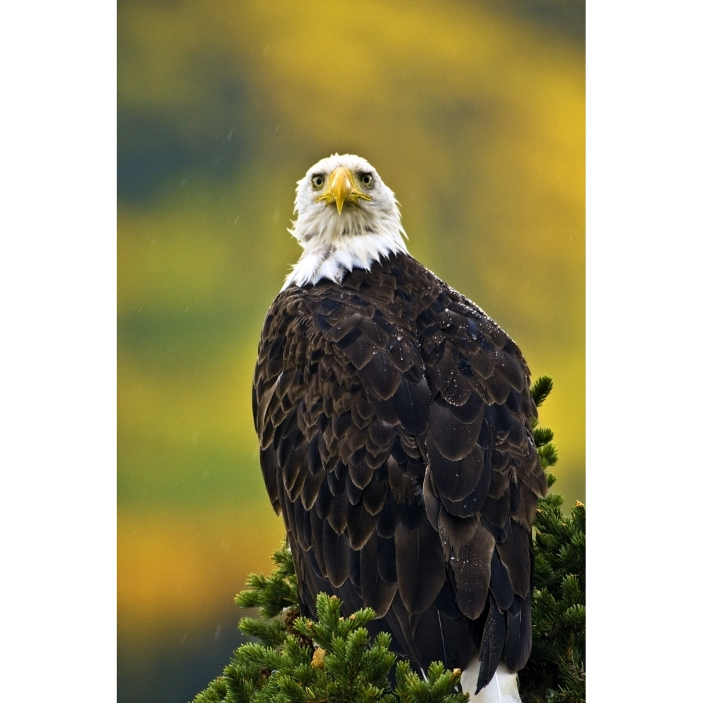 American Bald Eagle Perched On Evergreen Branch Poster Print Image 2