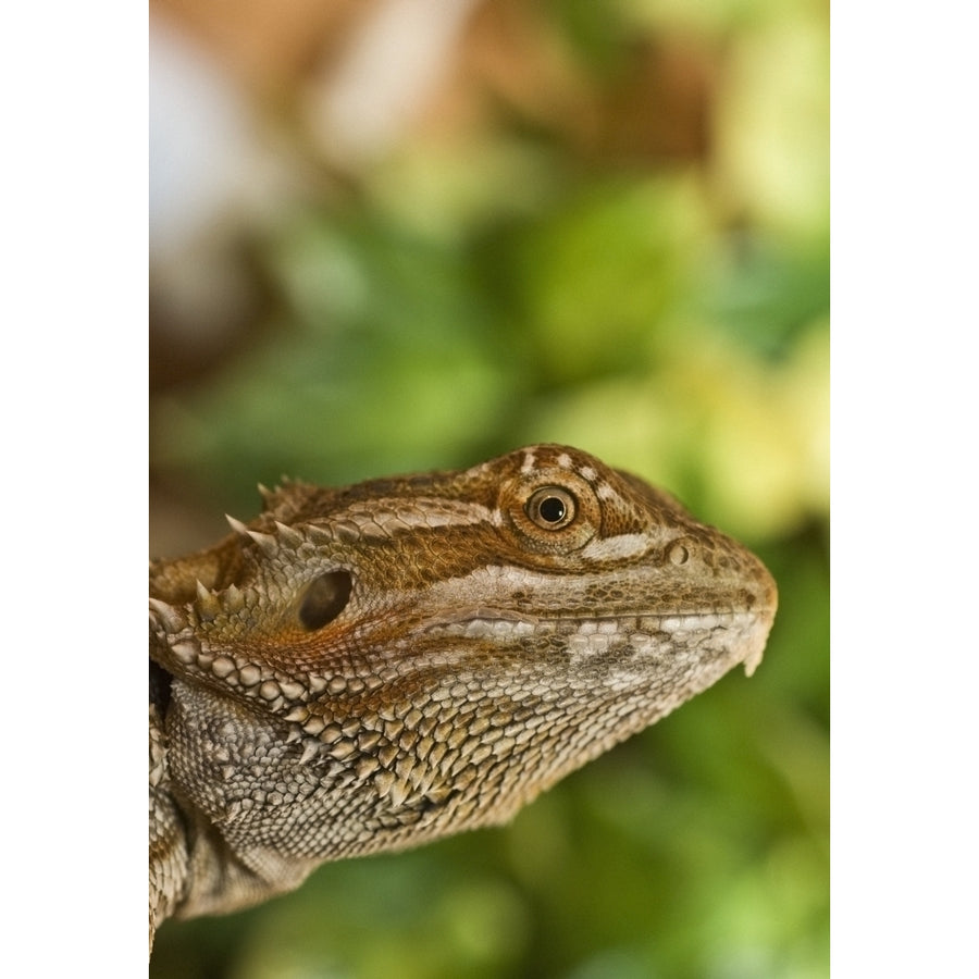 Bearded Dragon Lizard Poster Print Image 1