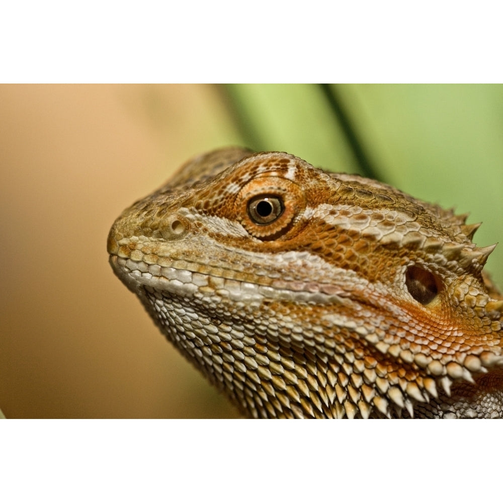 Bearded Dragon Lizard Poster Print Image 1