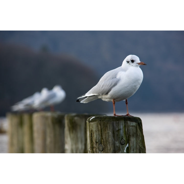 Seagulls Sitting On Posts Poster Print Image 1