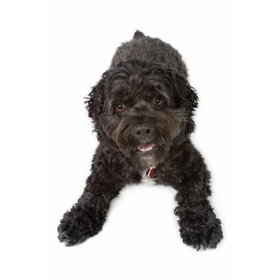 Black Bichon-Cocker Spaniel Dog Poster Print Image 1