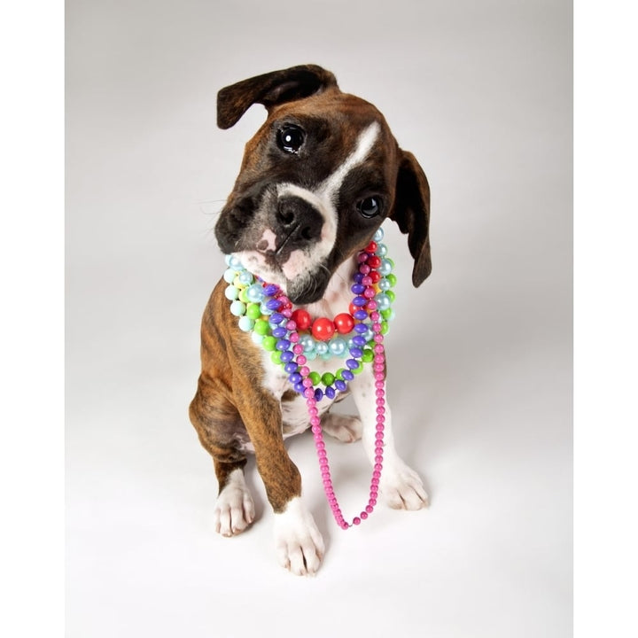 Dog With Necklaces Poster Print Image 1