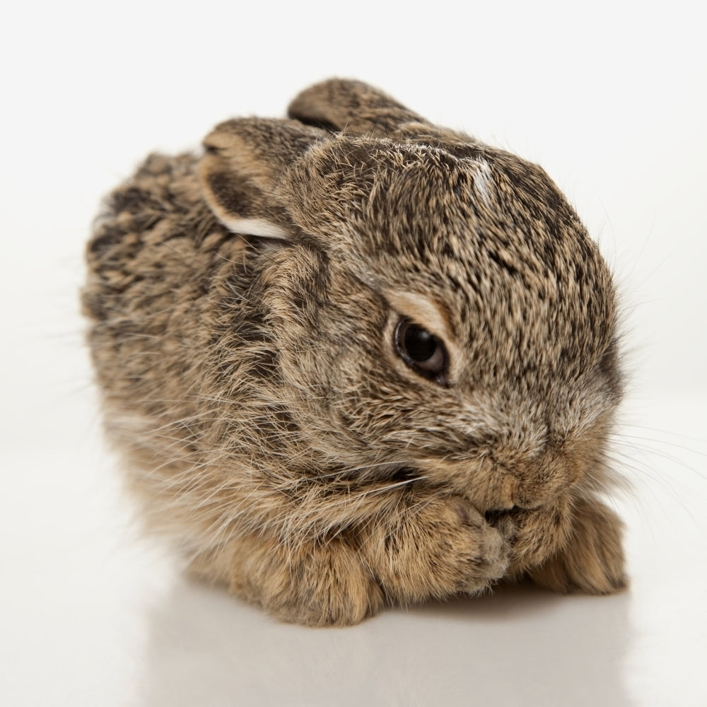 Baby Rabbit Cleaning Himself Poster Print Image 2