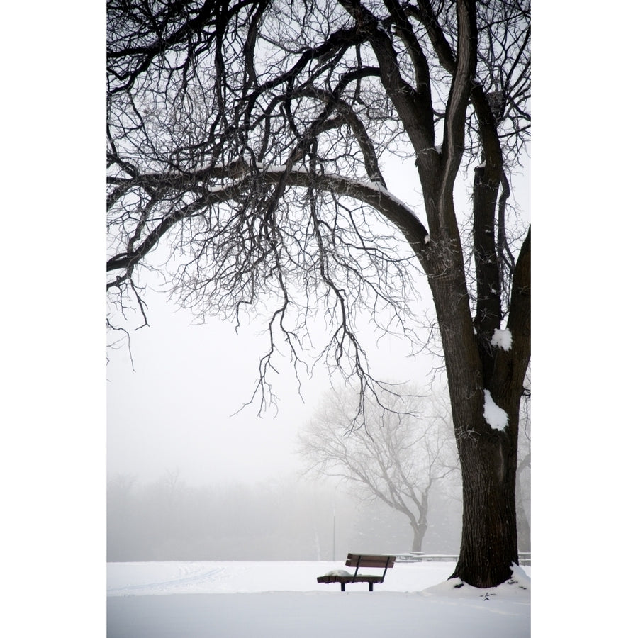 Assiniboine Park Winnipeg Manitoba Canada; Bare Tree And Park Bench In Winter Poster Print Image 1