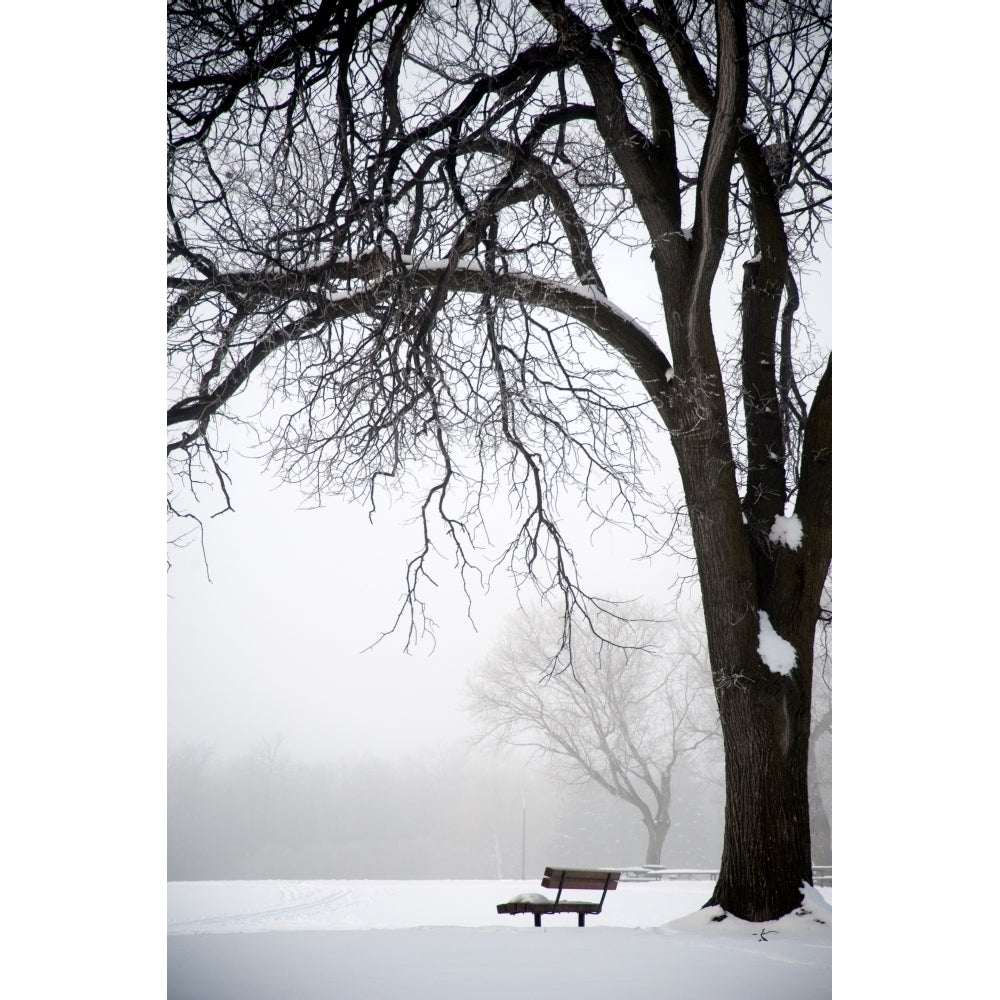 Assiniboine Park Winnipeg Manitoba Canada; Bare Tree And Park Bench In Winter Poster Print Image 2