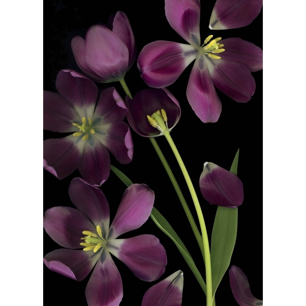 Purple Tulips; Purple Tulips Leaves And Stems Poster Print Image 1