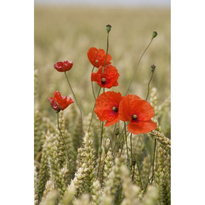 Wildflowers; Poppies In A Grain Field Poster Print Image 1