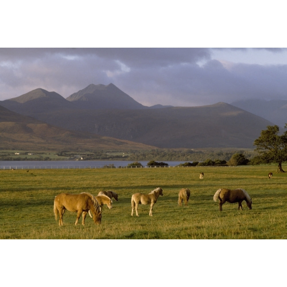 Horses Grazing Macgillycuddys Reeks Killarney National Park County Kerry Ireland Poster Print Image 1