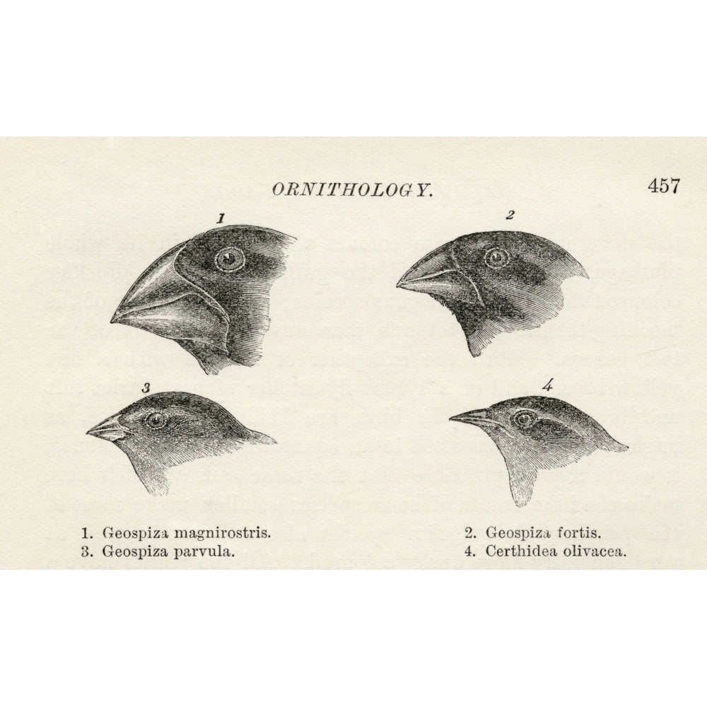 Finches With Beaks Adapted To Different Diets Observed By Charles Darwin In September-October 1835 In Galapagos Islands Image 1