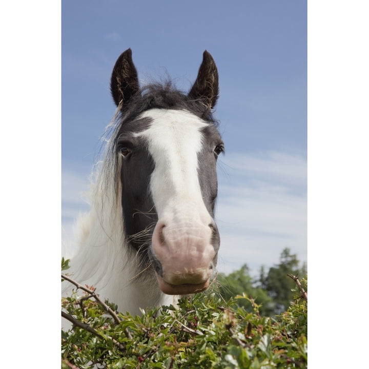 Clydesdale Horse Portrait Poster Print Image 2