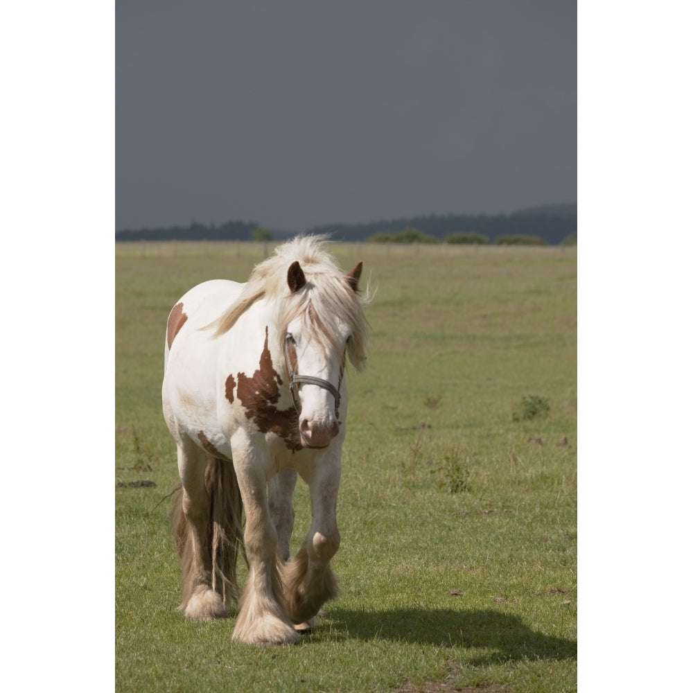 Clydesdale Horse Walking Northumberland England Poster Print Image 2