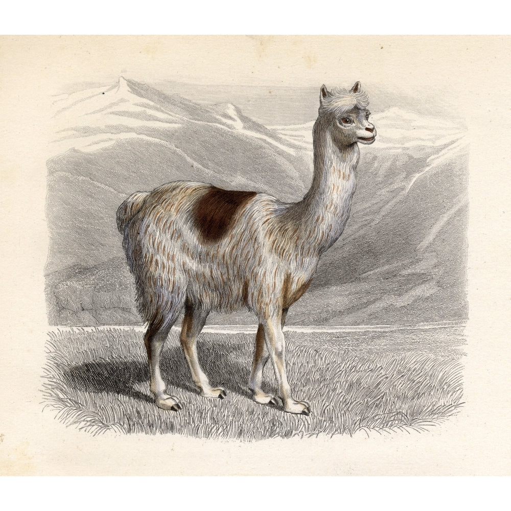 The Llama Drawn By H. Gobin Engraved By Ramus. Poster Print Image 2