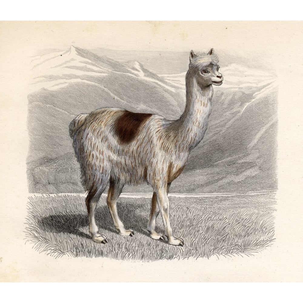 The Llama Drawn By H. Gobin Engraved By Ramus. Poster Print Image 1