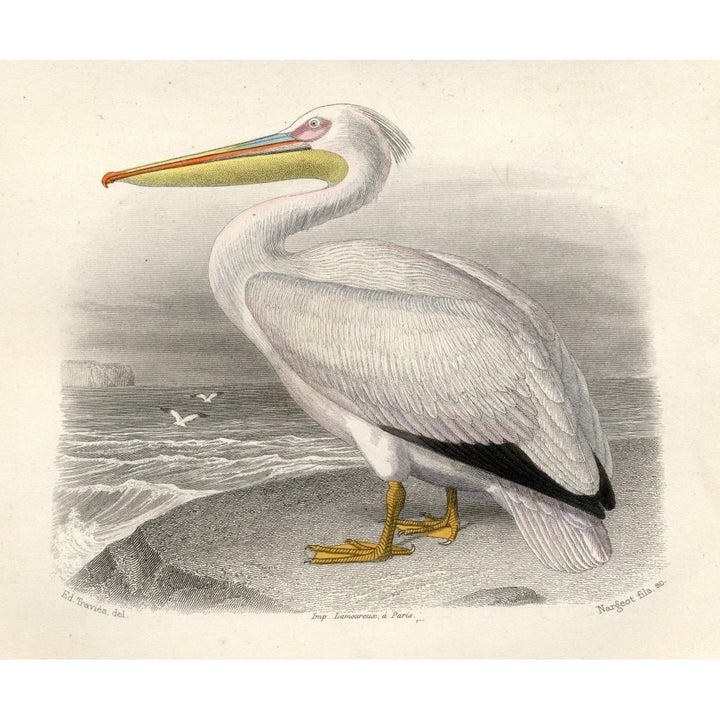 The Pelican Drawn By Edouard Travies Engraved By Nargeot And Sons. Poster Print Image 2