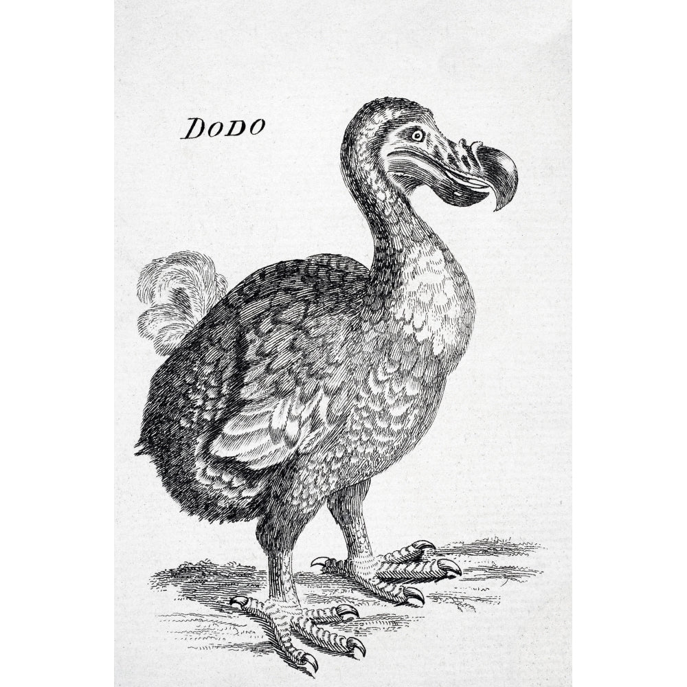 18Th Century Drawing Of The Now Extinct Dodo Bird Of Mauritius Raphus Cucullatus Poster Print Image 2