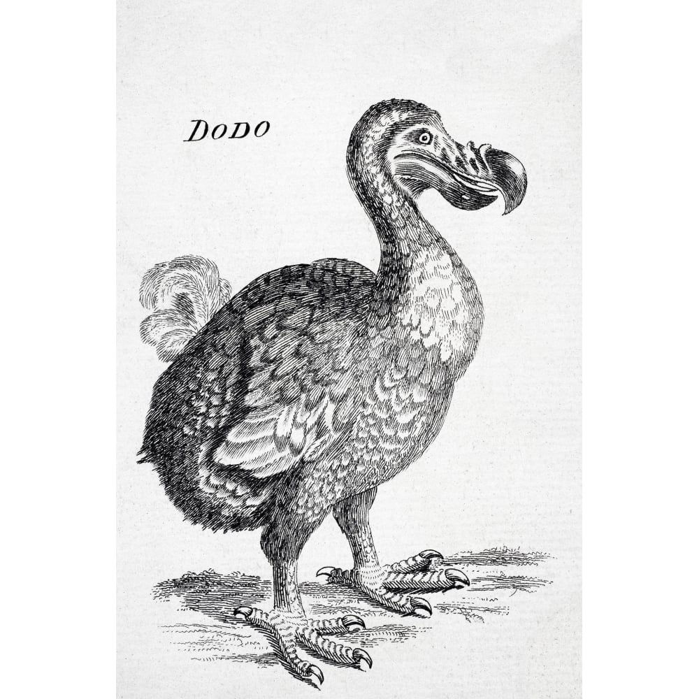 18Th Century Drawing Of The Now Extinct Dodo Bird Of Mauritius Raphus Cucullatus Poster Print Image 1