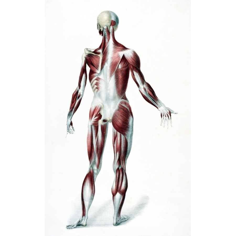 Back Of The Male Human Body Showing Muscles Sinews And Bones From The Vessels Of The Human Body Edited By Jones Quain An Image 1