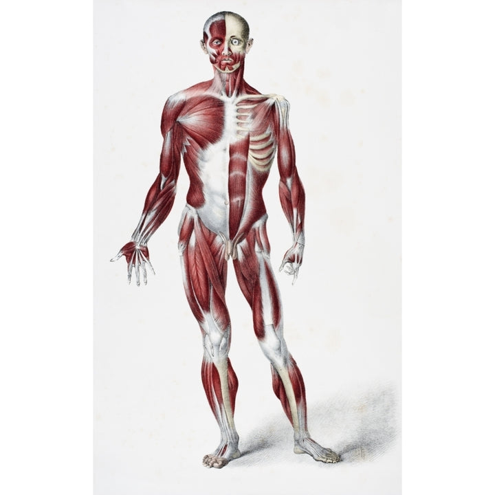 Front Of The Male Human Body Showing Muscles Sinews And Bones From The Vessels Of The Human Body Edited By Jones Quain A Image 1