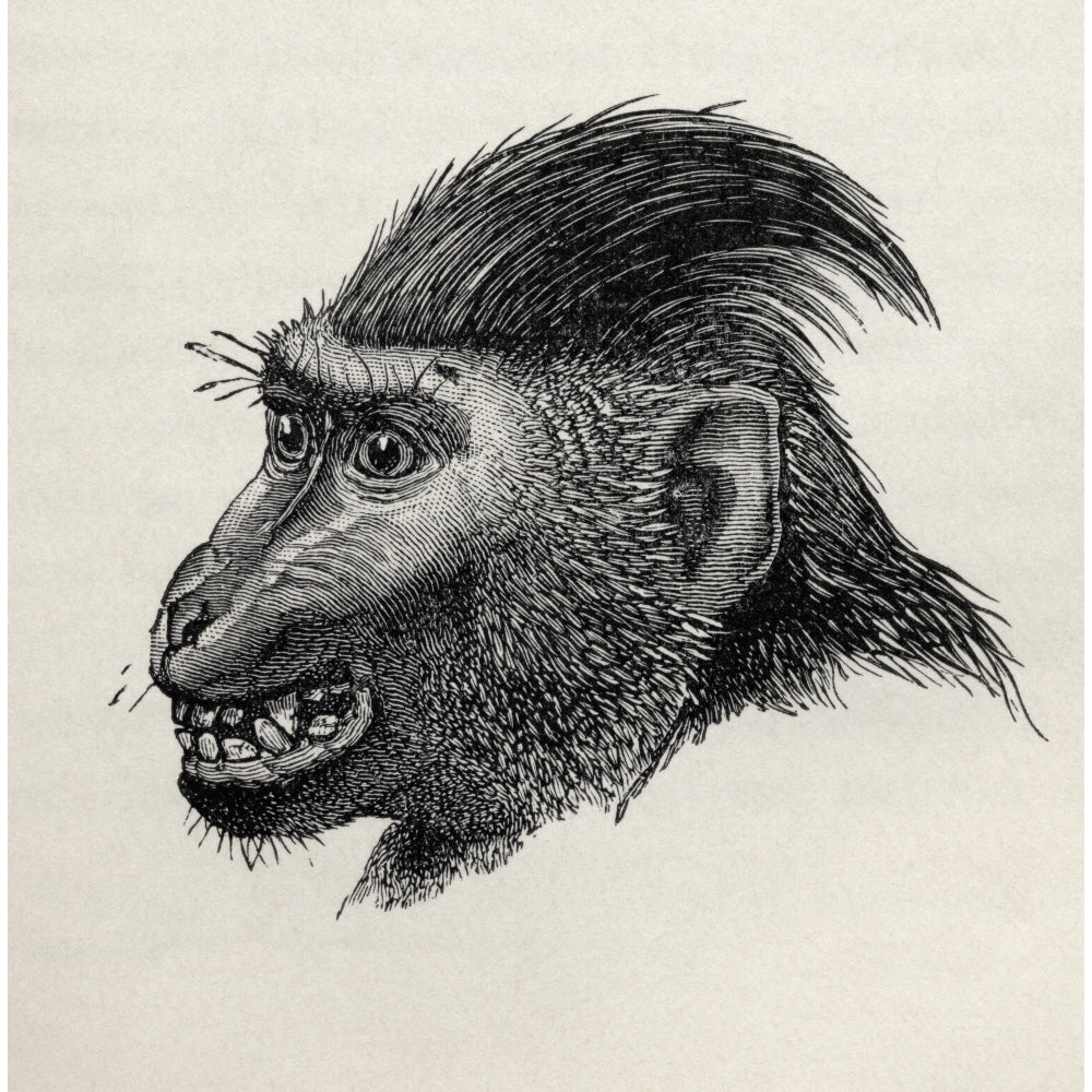 Cynopithecus Niger In A Placid Condition Illustration Drawn From Life By Mr Wolf From The Book The Expression Of The E 1 Image 2