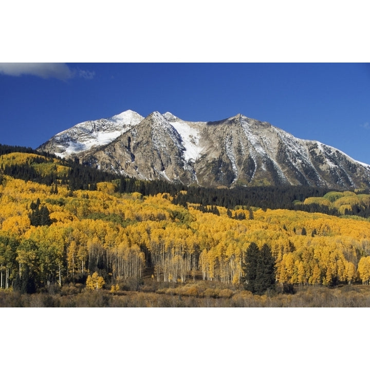 Aspen Trees In Autumn Rocky Mountains Colorado Usa Poster Print Image 2