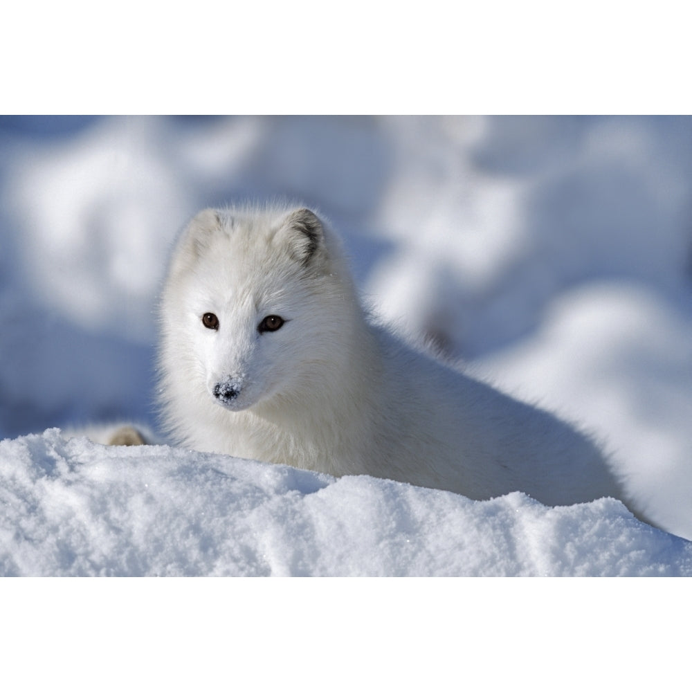 Arctic Fox Exploring Fresh Snow; Alaska Usa Poster Print Image 1