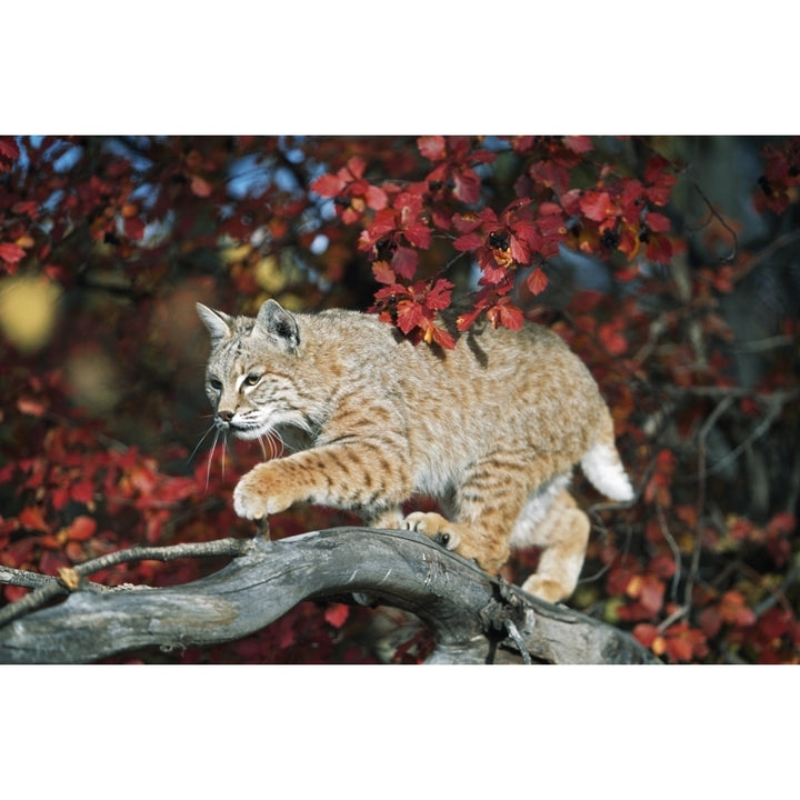 Bobcat Walks On Branch Through Hawthorn In Autumn; Idaho Usa Poster Print Image 2