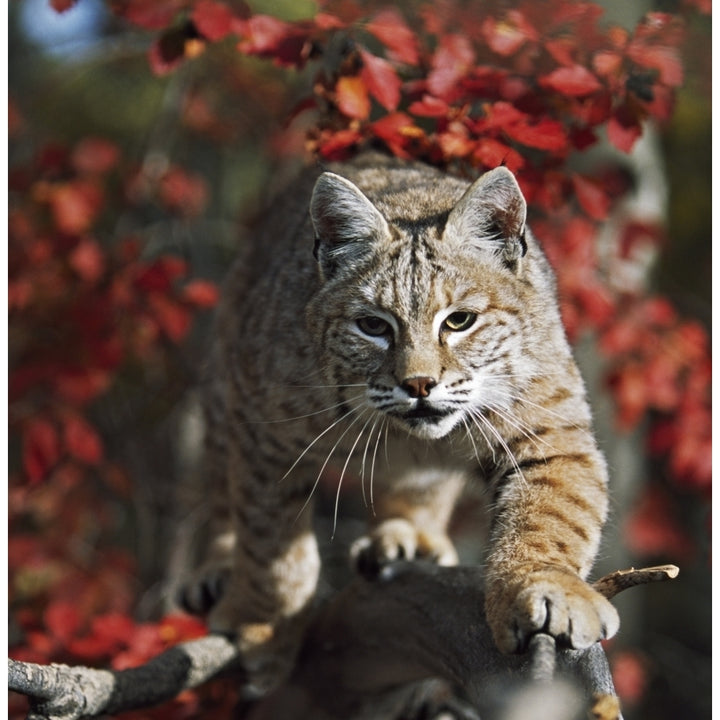 Bobcat Walks Along Branch Through Red Leaves Of A Hawthorn In Autumn Poster Print Image 1