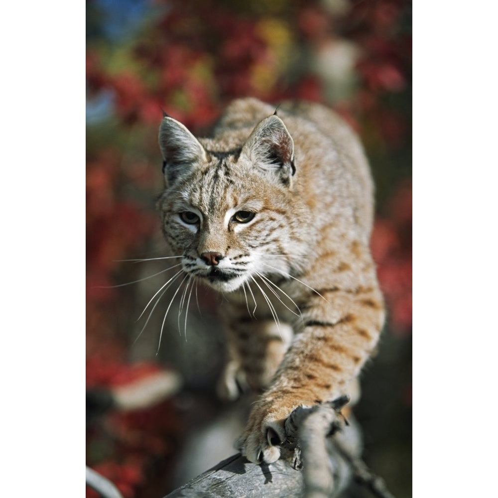 Bobcat Walks Along Branch Through Red Leaves Of A Hawthorn In Autumn; Idaho Usa Poster Print Image 1